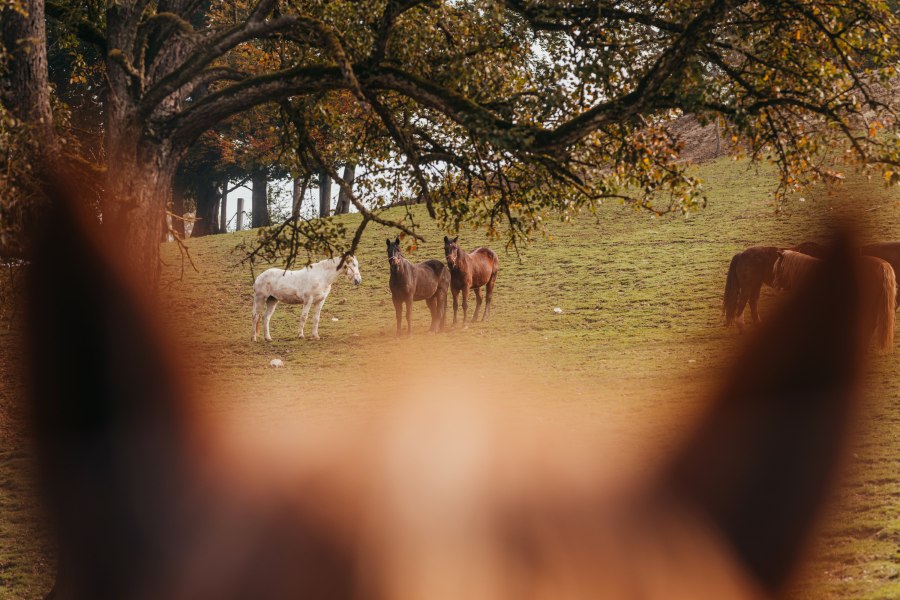 Wildpark mit 50 Tierarten, © Niederösterreich Werbung/Daniela Führer Pferde auf einer Wiese im Wildpark, im Vordergrund unscharf ein Pferdekopf.