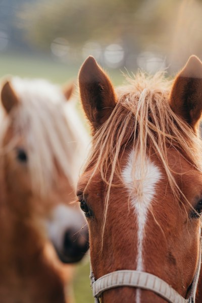 50 verschiedene Tierarten, © Niederösterreich Werbung/Daniela Führer Nahaufnahme von zwei Pferden auf einer Wiese.