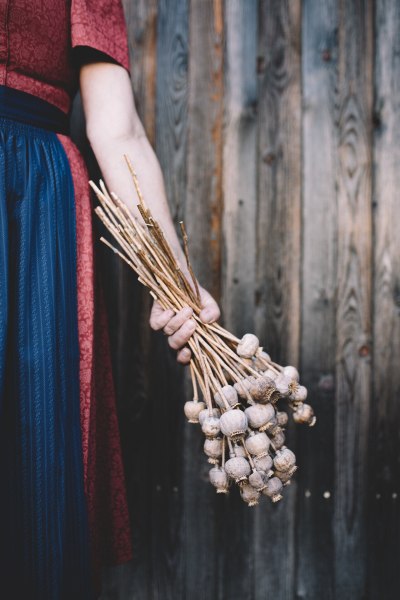 Seit über 30 Jahren dem Graumohn verschrieben, © Niederösterreich Werbung/Mara Hohla In der warmen Umarmung des Waldviertels entfaltet sich die Schönheit der getrockneten Mohnblumen, die in der Hand eines Gastgebers gehalten werden. Diese traditionelle Kultur spiegelt die Verbundenheit mit der Natur und die Liebe zur Region wider, während die rustikale Holzfassade des Wirtshauses eine einladende Atmosphäre schafft.