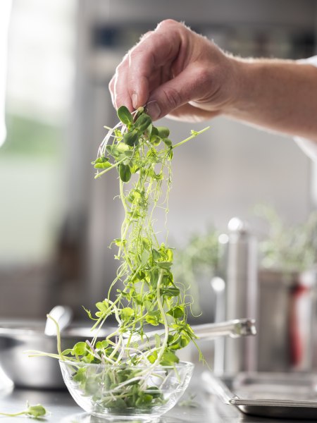 Eine Brise original Weinviertler Küche, © Niederösterreich Werbung/Michael Reidinger Eine Hand hält frische grüne Kräuter über einer Glasschüssel in einer Küche.
