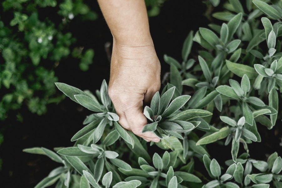 Hauseigene Kräuter statt Convenience und Schäumchen, © Niederösterreich Werbung/David Schreiber Hand pflückt Salbeiblätter aus einem Kräutergarten.