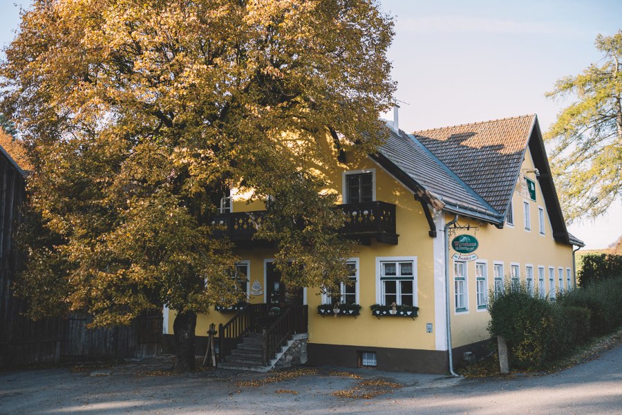 Gelbes Wirtshaus mit gro&szlig;em Baum davor, Herbstlaub, am Stadtrand von Zwettl.