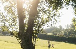 Ein einzelner Baum steht im warmen Sonnenlicht; seine langen Schatten fallen über die Wiese – ein ruhiges, poetisches Bild des Mostviertels.