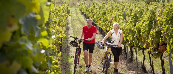 Genussradeln entlang der Weinradwege, © Weinviertel Tourismus/Bartl