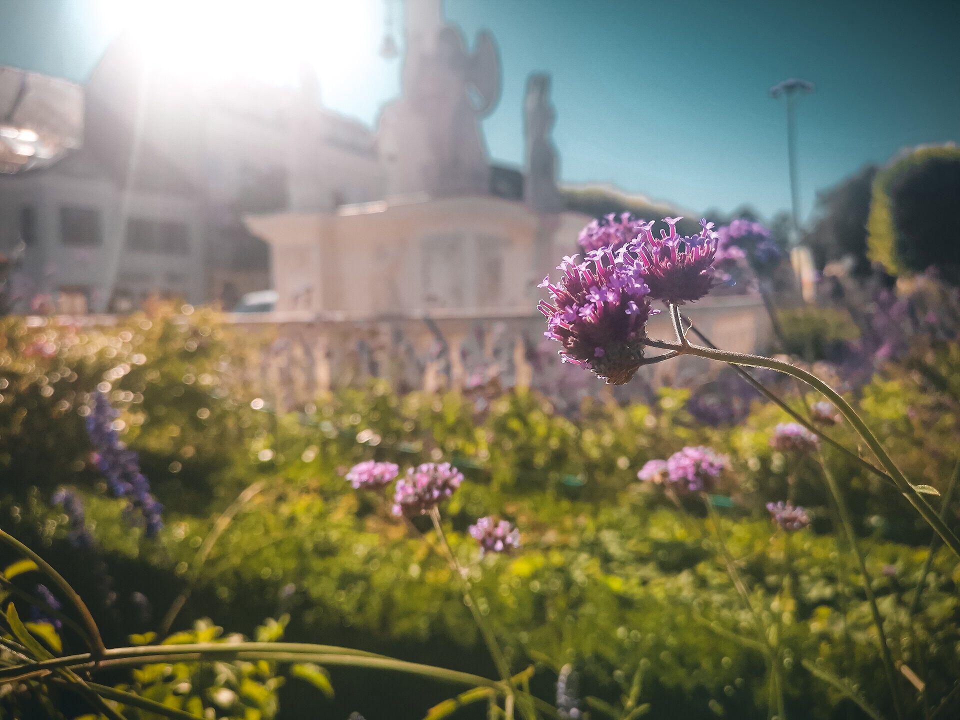 Inmitten eines blühenden Gartens strahlen die lila Blüten im warmen Licht des Herbstes. Die sanften Farben und die ruhige Atmosphäre laden dazu ein, einen Moment innezuhalten und die Schönheit der Natur zu genießen.