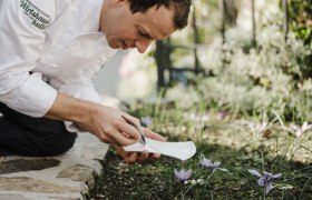 Der Koch Roman Siebenhandl kniet im Garten und erntet Safran mit einer Pinzette.