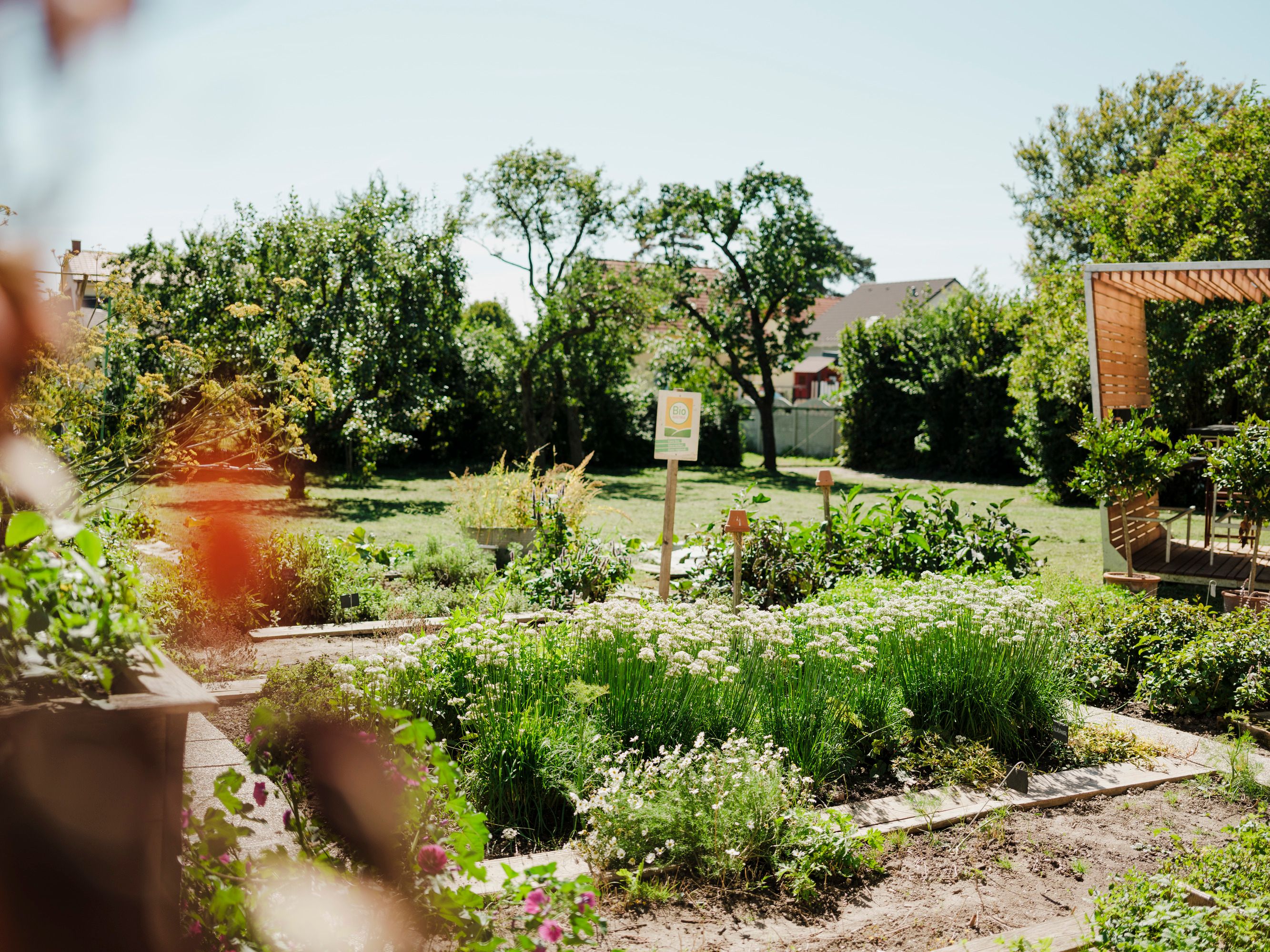 Grüner Garten mit Kräuterbeeten und Holzpergola an einem sonnigen Tag.