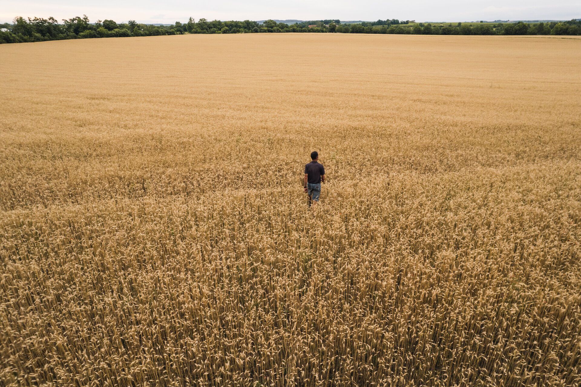 Ein Mann spaziert durch ein großes Weizenfeld