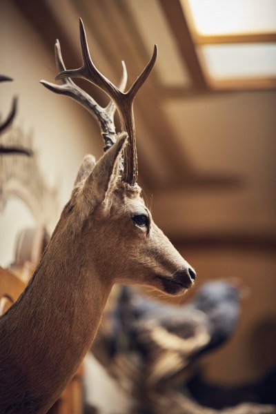 Nahaufnahme eines ausgestopften Hirschkopfes mit Geweih in einem Raum.