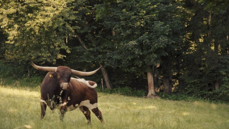 Texas Longhorn, © Flo Blang