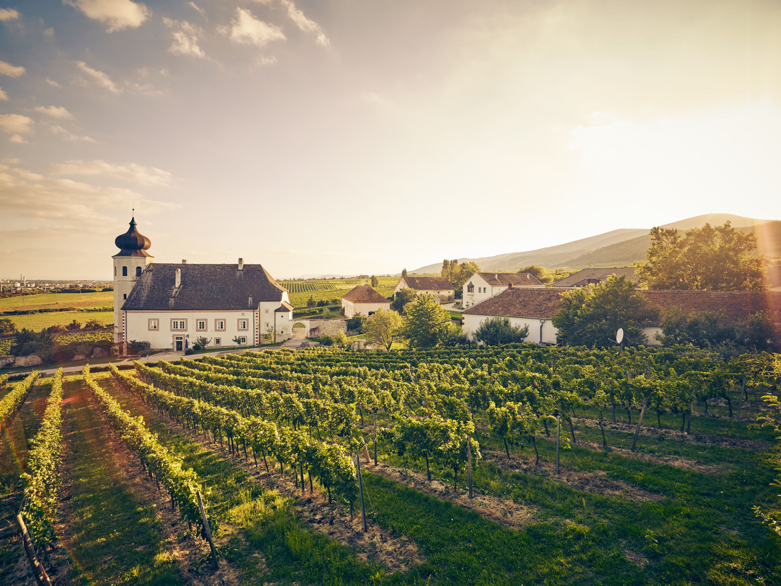 Weingut mit Kirche und Weinreben im Sonnenuntergang.