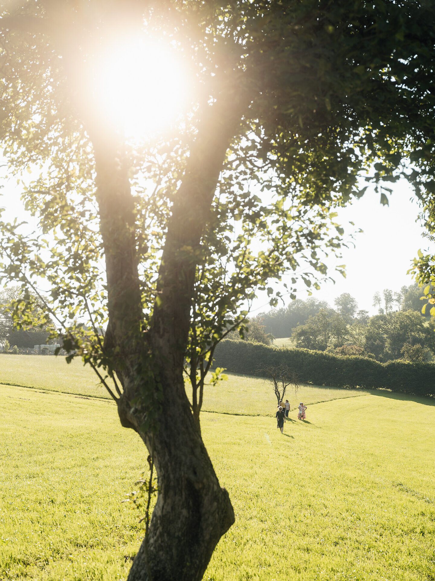 Ein einzelner Baum steht im warmen Sonnenlicht; seine langen Schatten fallen über die Wiese – ein ruhiges, poetisches Bild des Mostviertels.