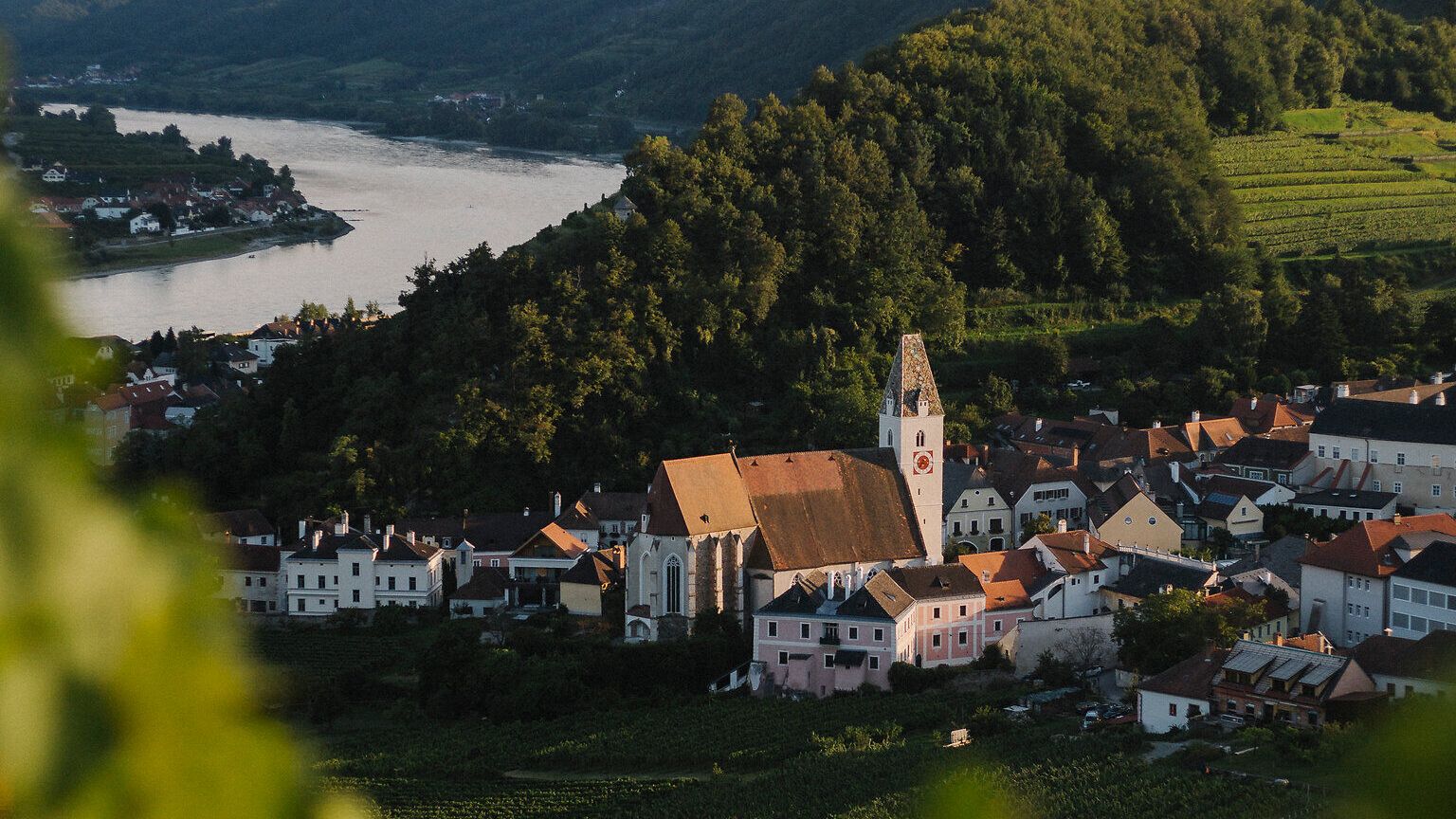 Blick über unscharfe Weinreben auf Spitz an der Donau mit Kirche und roten Dächern; dahinter die Donau und der Tausendeimerberg, eingerahmt von bewaldeten Hängen.