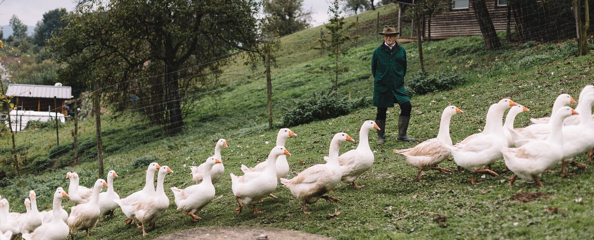 Eine Gruppe von Gänsen schlendert gemächlich über die saftigen Wiesen, während ein freundlicher Bauer ihnen folgt. Die idyllische Landschaft des Mostviertels strahlt Ruhe und Harmonie aus, perfekt für einen entspannten Tag auf dem Land.