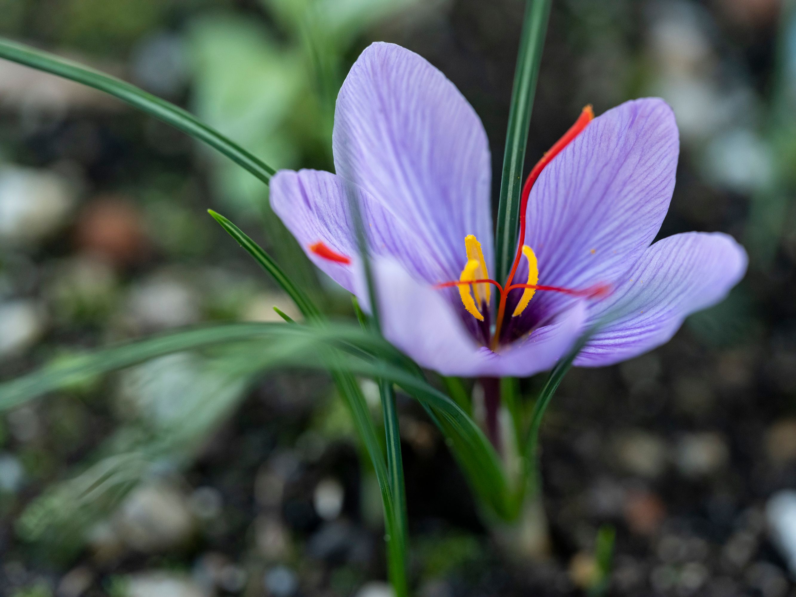 Nahaufnahme einer blühenden Safranblüte mit violetten Blütenblättern und roten Narben.