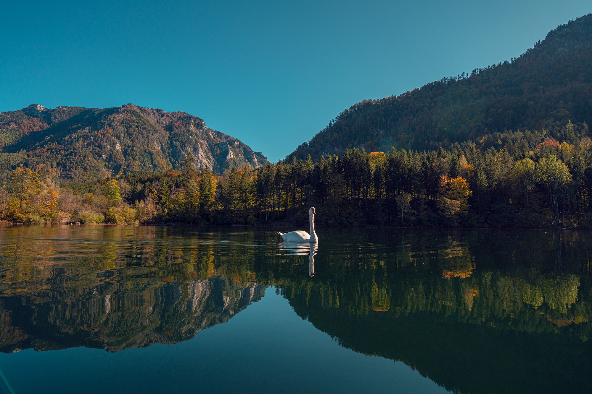 Ein Schwan schwimmt auf einem ruhigen See, umgeben von bewaldeten Bergen unter klarem Himmel.
