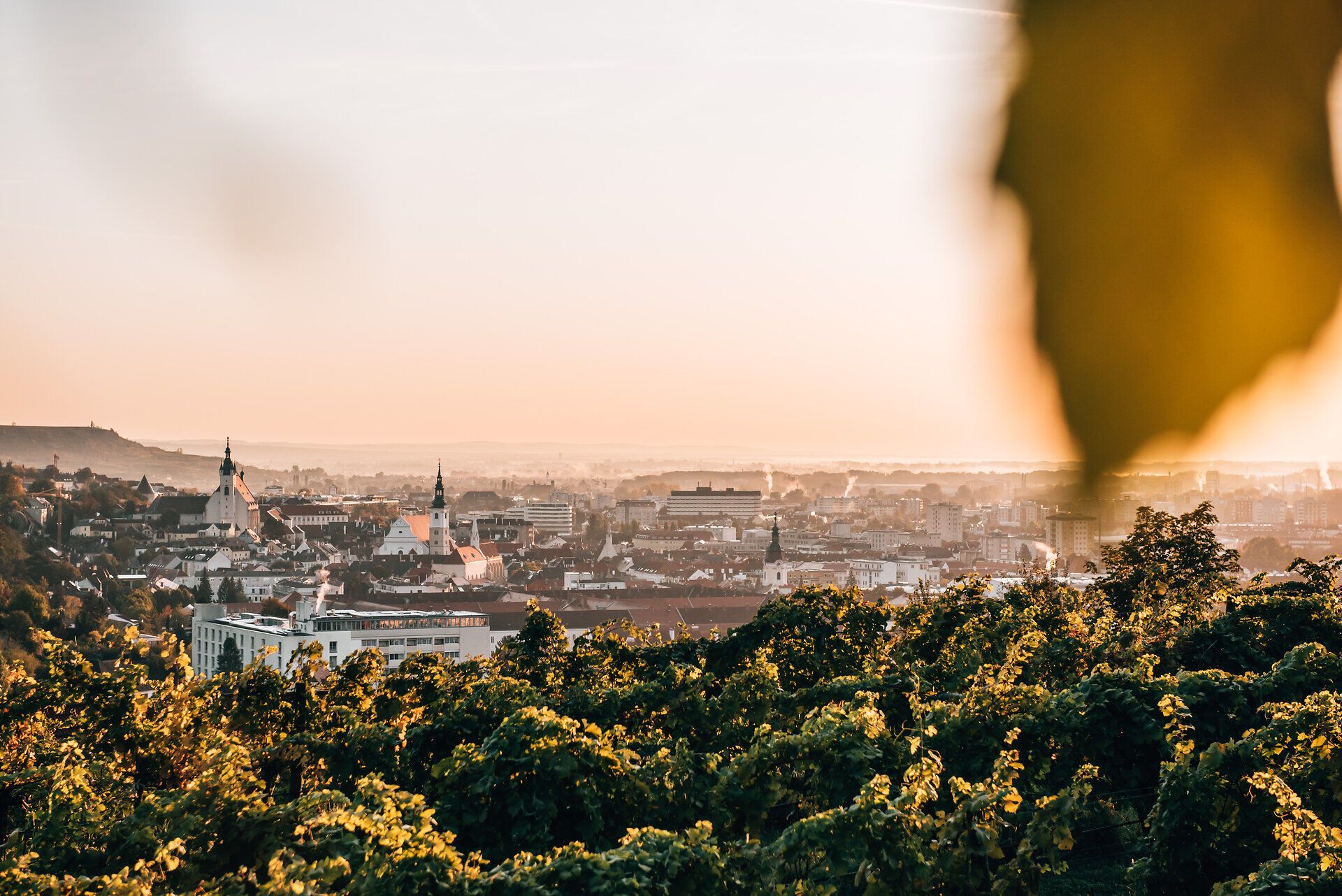 Die sanften Hügel, bedeckt mit üppigen Weinreben, strahlen im warmen Licht des Sonnenuntergangs. Ein atemberaubender Blick über die Stadt und die Donau lädt dazu ein, die Schönheit der Natur und die Ruhe der Umgebung zu genießen.
