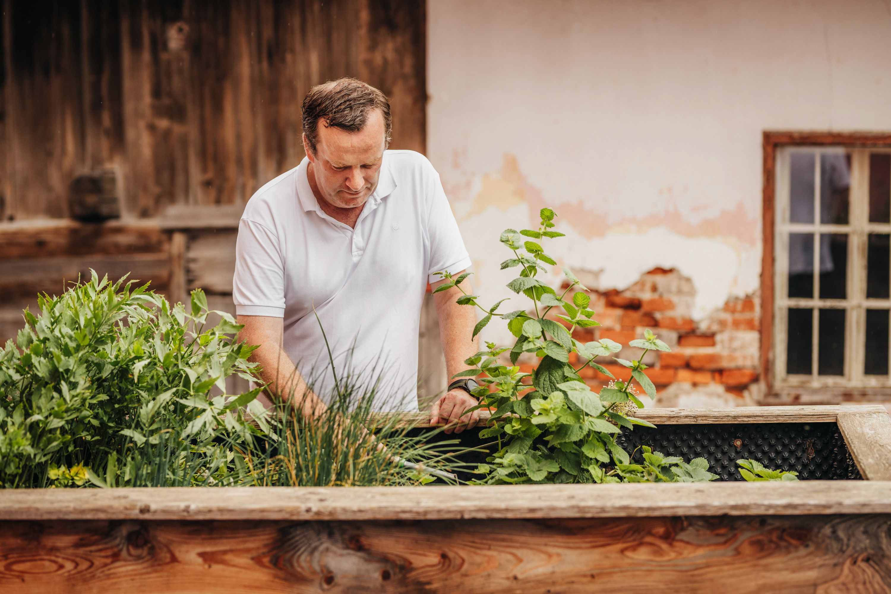 A man in a white shirt works in a raised bed of herbs in front of an old brick wall.