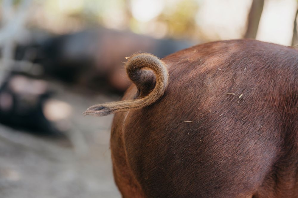 Nahaufnahme eines Schweineschwanzes, der sich ringelt.