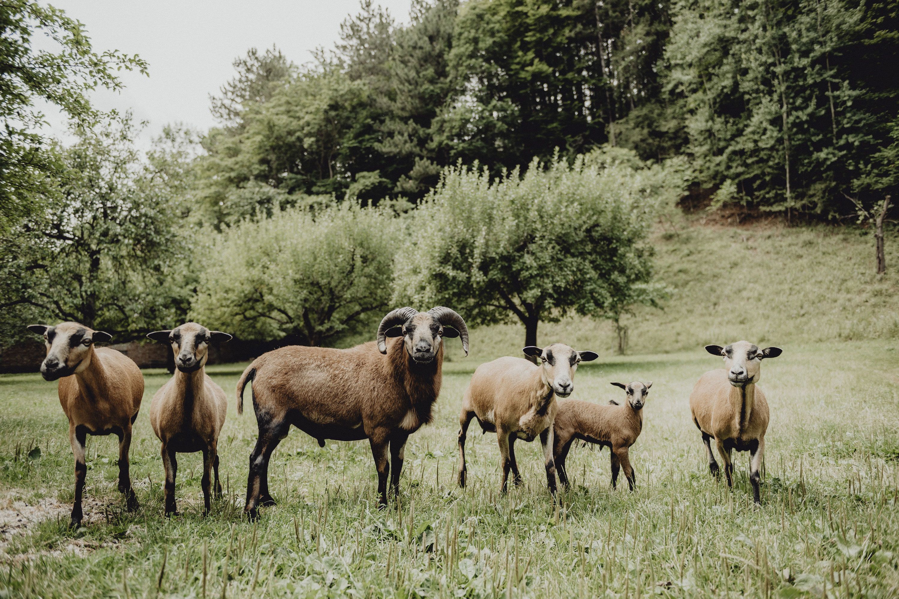 Eine Gruppe von Schafen steht auf einer grünen Wiese vor Bäumen.