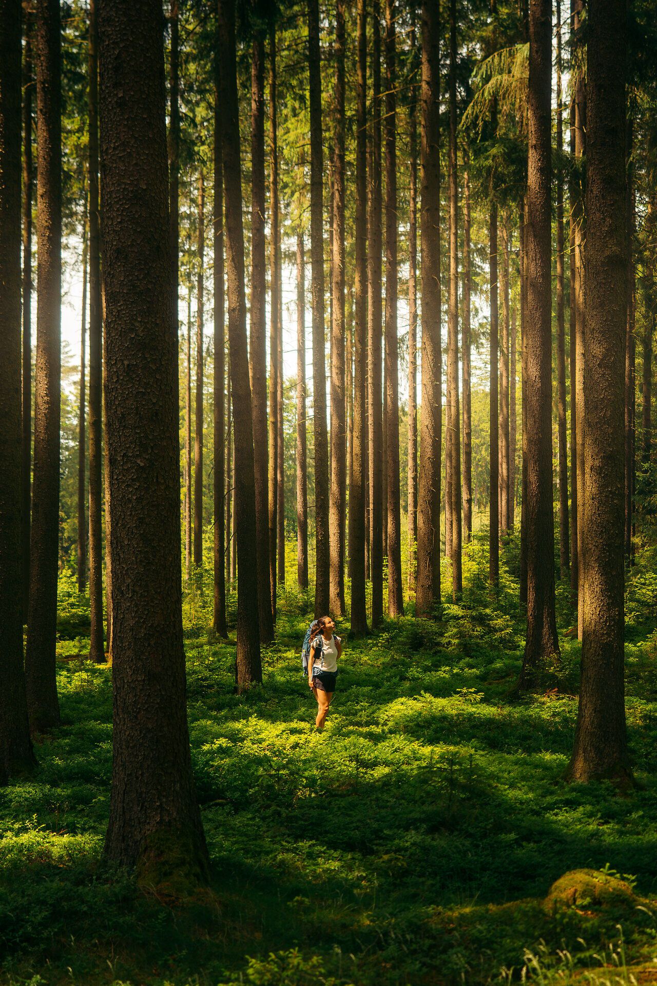 Eine Frau steht inmitten eines Waldes, umgeben von vielen Bäumen und dem schimmernden Sonnenlicht
