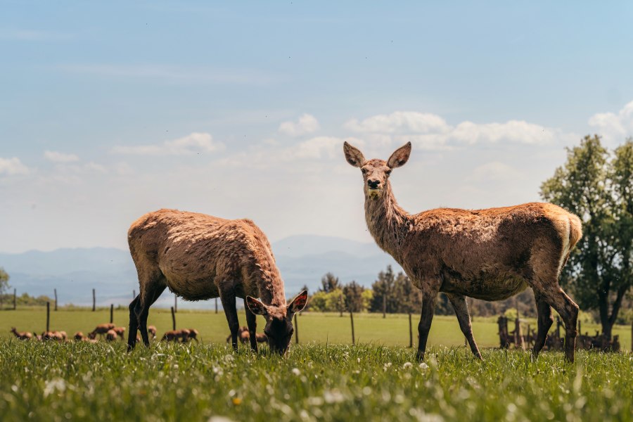 Zwei Hirsche grasen auf einer gr&uuml;nen Wiese unter blauem Himmel