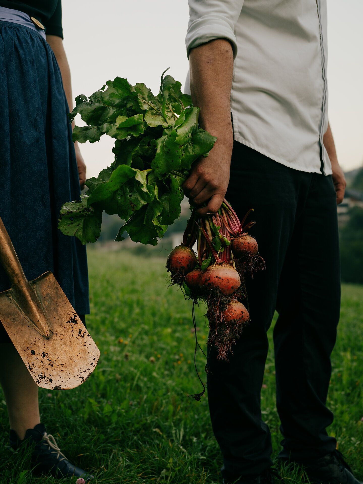 Frische Rüben, liebevoll geerntet, strahlen in der Abendsonne. Die sanfte Brise trägt den Duft des Landes und die Vorfreude auf ein köstliches Mahl. Ein Moment der Verbundenheit mit der Natur und der Freude am einfachen Leben.