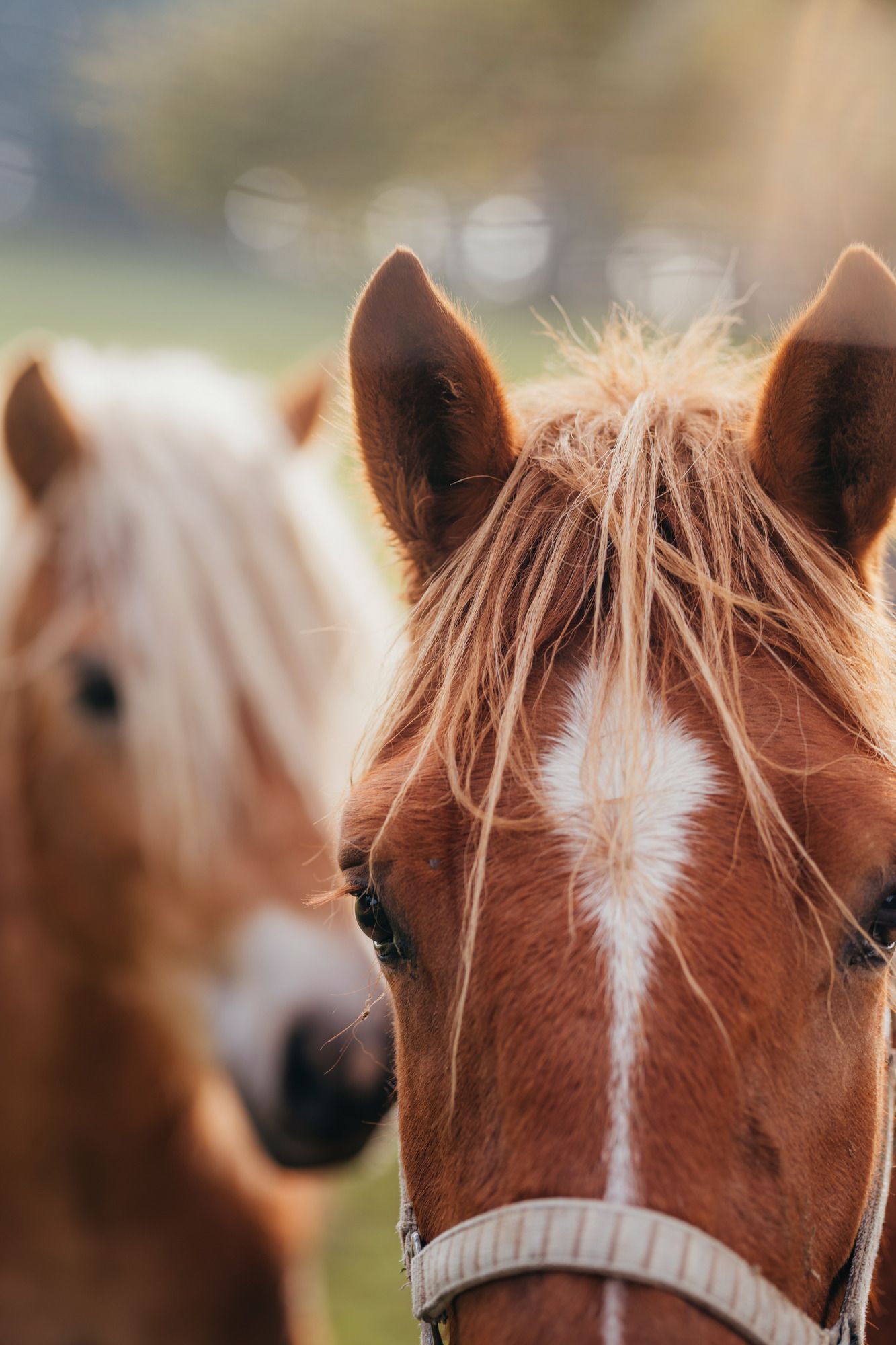Nahaufnahme von zwei Pferden auf einer Wiese.