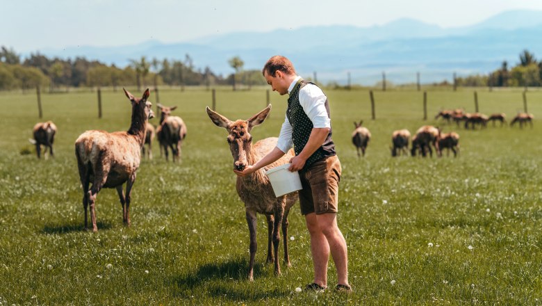 Rotwildfütterung beim Bauern und Wirt Langthaler, © Niederösterreich Werbung/Daniela Führer