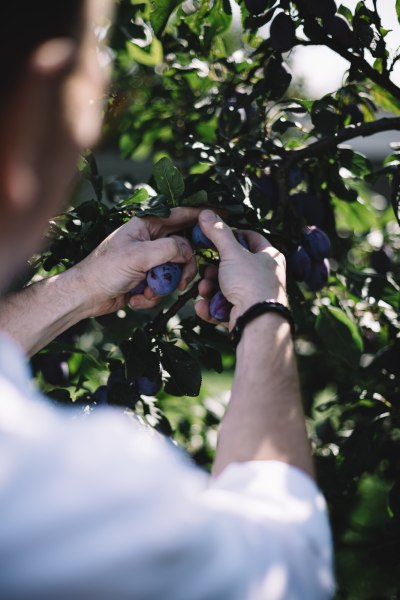 Person pflückt Pflaumen von einem Baum.
