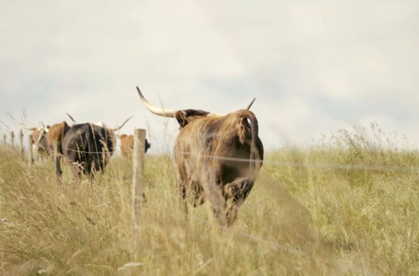 Sonnenhof Weidentiere, © Flo Blang