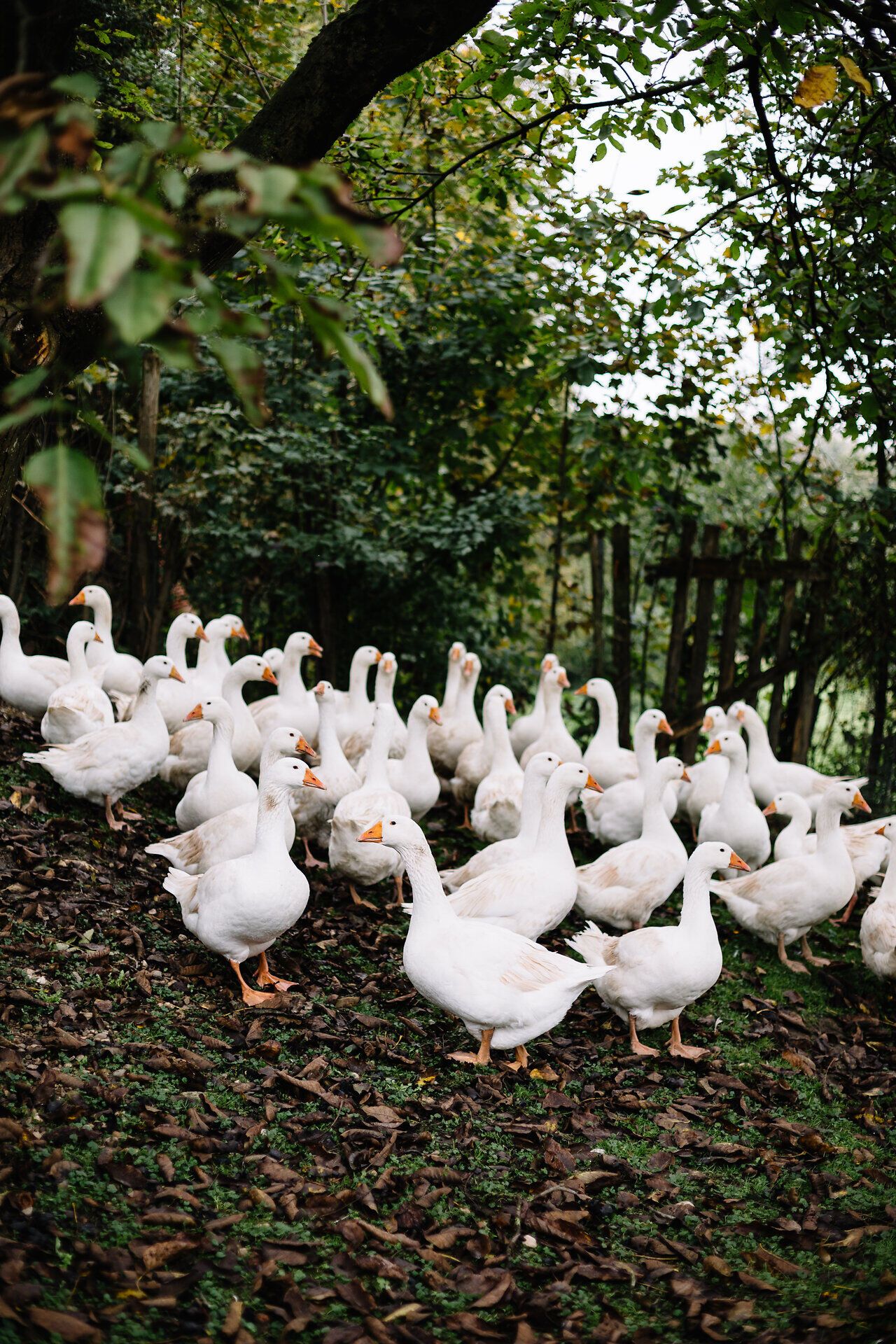 In der sanften Morgenstimmung versammeln sich die Gänse in einer malerischen Kulisse, umgeben von üppigem Grün und dem sanften Rascheln der Blätter. Ihre weißen Federn leuchten im Licht, während sie friedlich umherwandern und die frische Luft genießen. Ein Ort, der die Seele beruhigt und die Schönheit der Natur in vollen Zügen erlebbar macht.