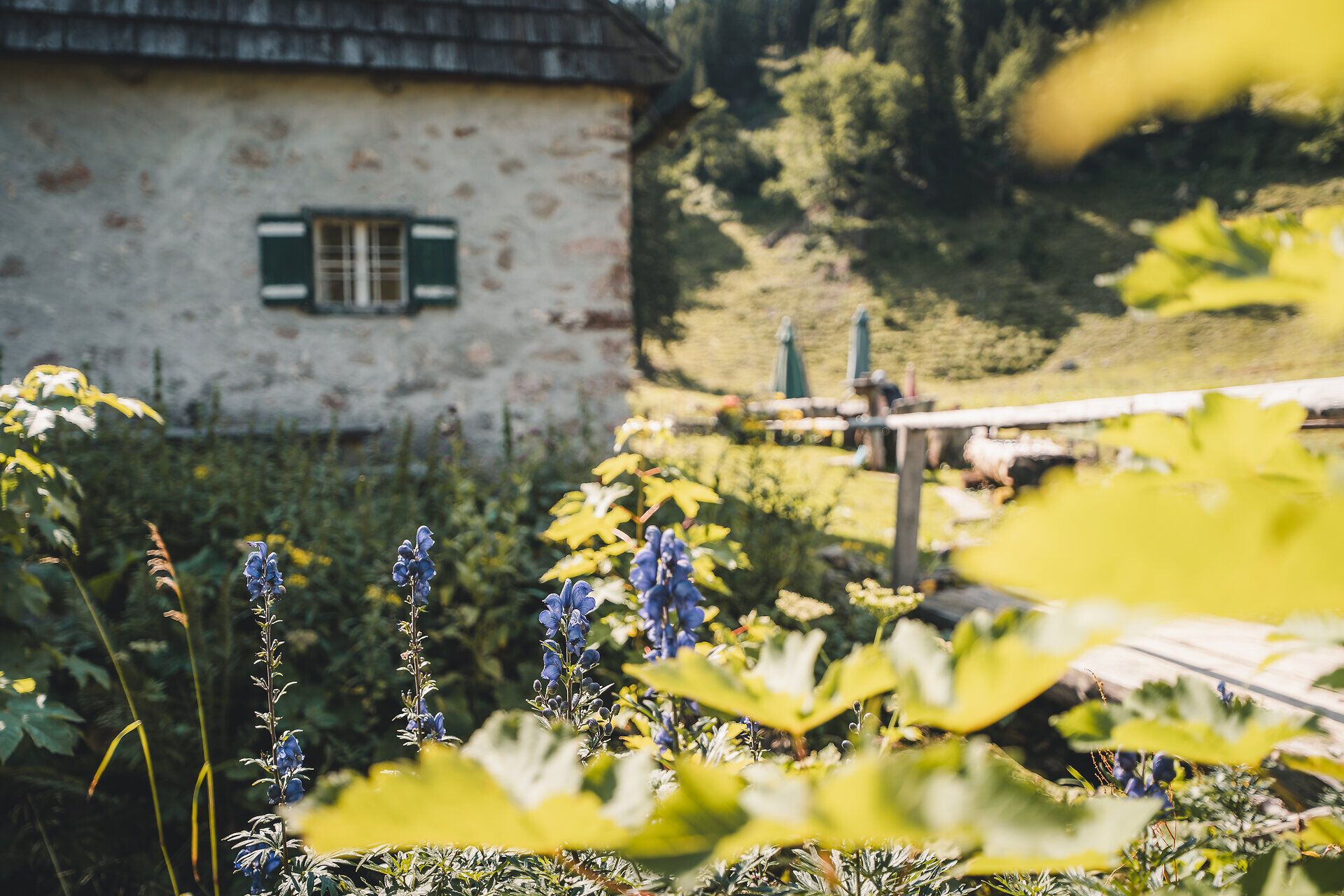 Blick auf die Herrenalm mit Blumen im Vordergrund.