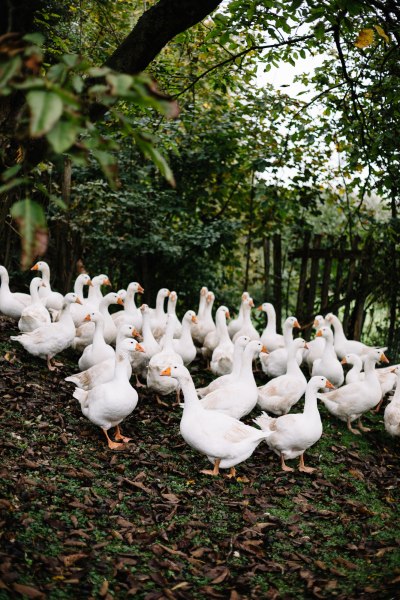 Eine Gruppe weißer Gänse steht auf einem mit Blättern bedeckten Boden unter Bäumen.