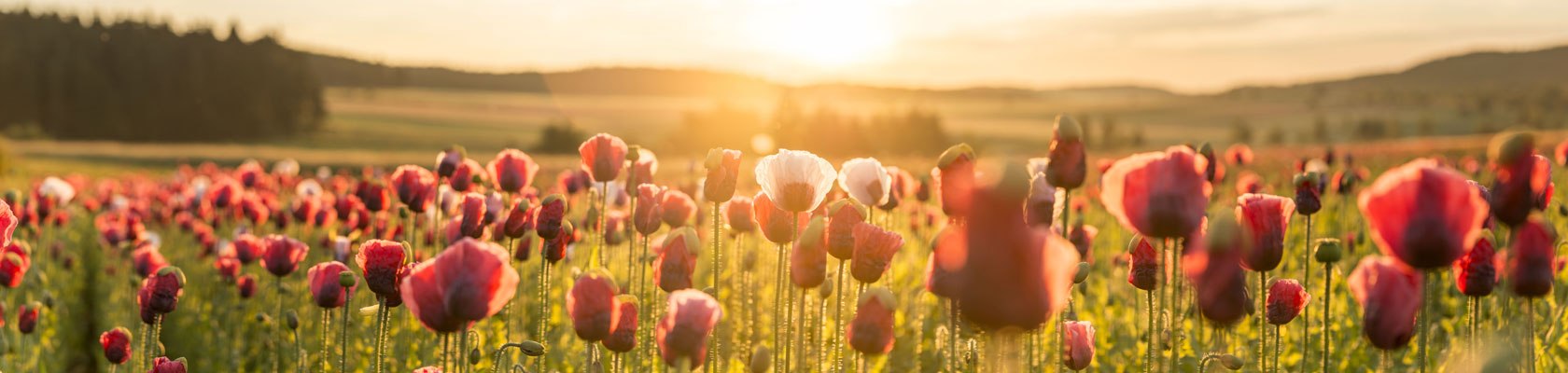 Graumohnblüte im Waldviertel, © Mohndorf Armschlag/Studio Kerschbaum