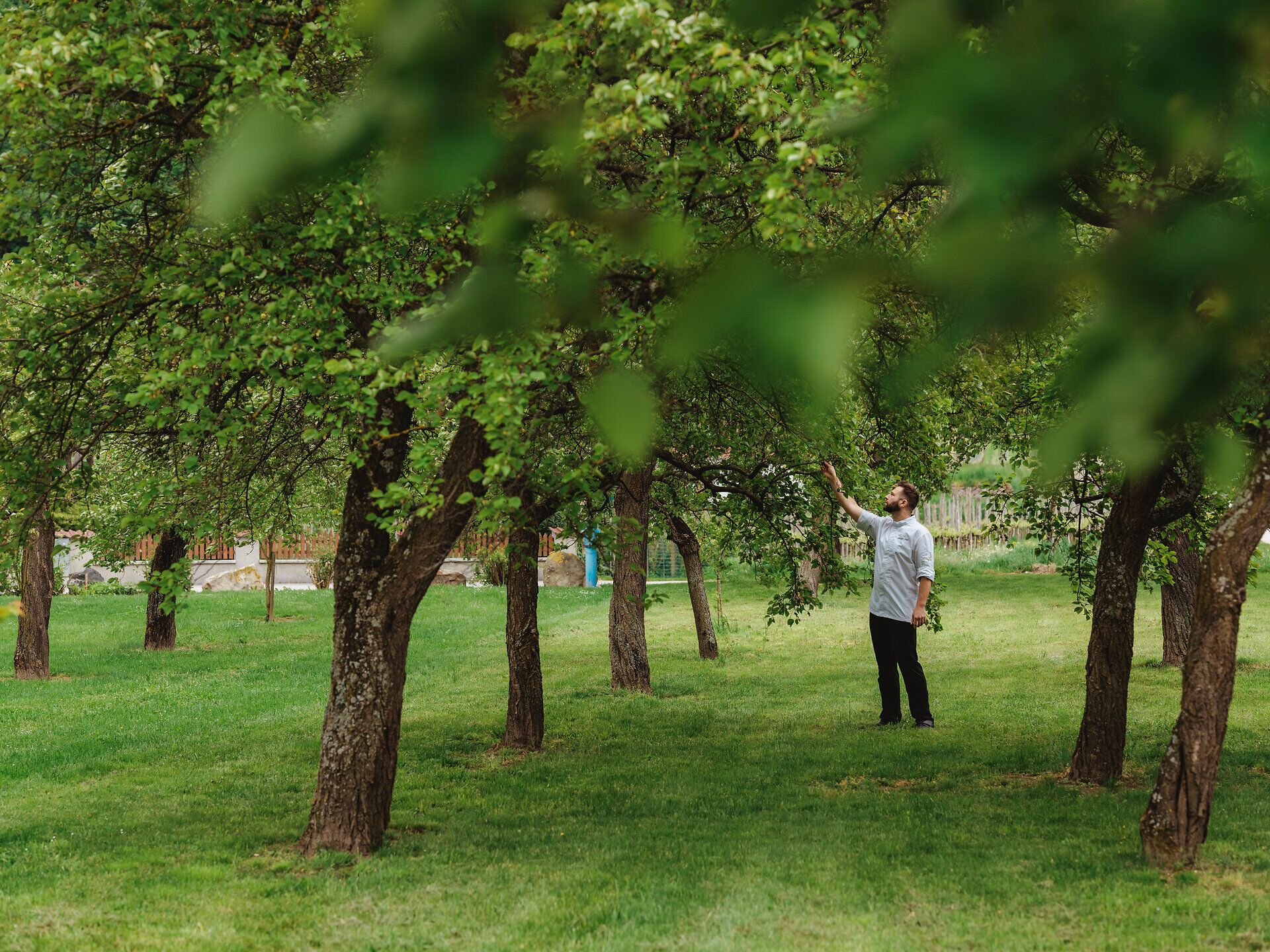 Inmitten eines üppigen Obstgartens, umgeben von sanften Hügeln, genießt man die frische Luft und die Ruhe der Natur. Die Bäume tragen reife Früchte, die darauf warten, gepflückt zu werden, während die sanften Sonnenstrahlen durch das Blätterdach tanzen. Ein perfekter Ort, um die Seele baumeln zu lassen und die Schönheit der Landschaft zu erleben.