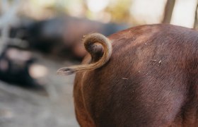 Nahaufnahme eines Schweineschwanzes, der sich ringelt.