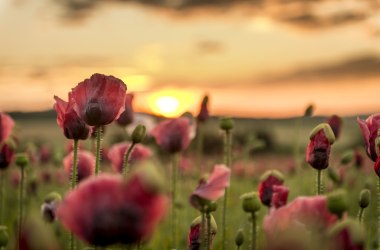 Mitte Juli blüht der Mohn, © Mohndorf Armschlag/Studio Kerschbaum