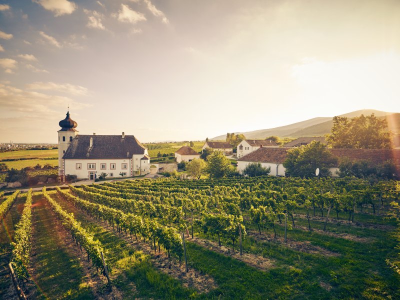 Weingut mit Kirche und Weinreben im Sonnenuntergang.