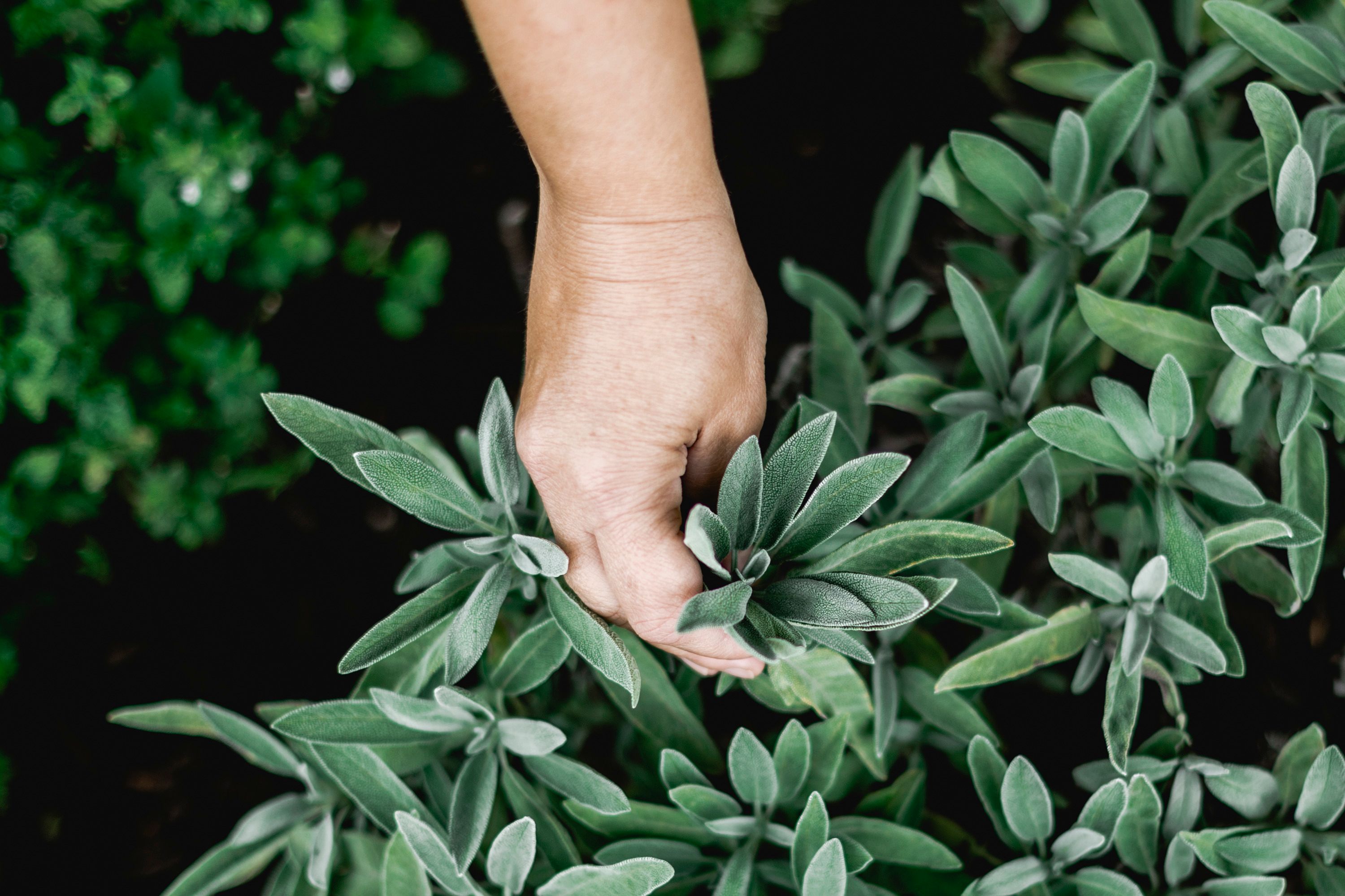 Hand pflückt Salbeiblätter aus einem Kräutergarten.