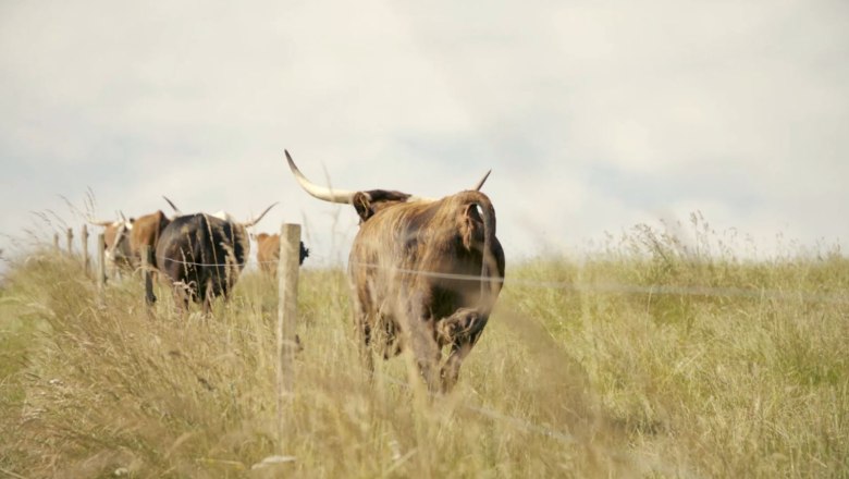 Sonnenhof Weidentiere, © Flo Blang