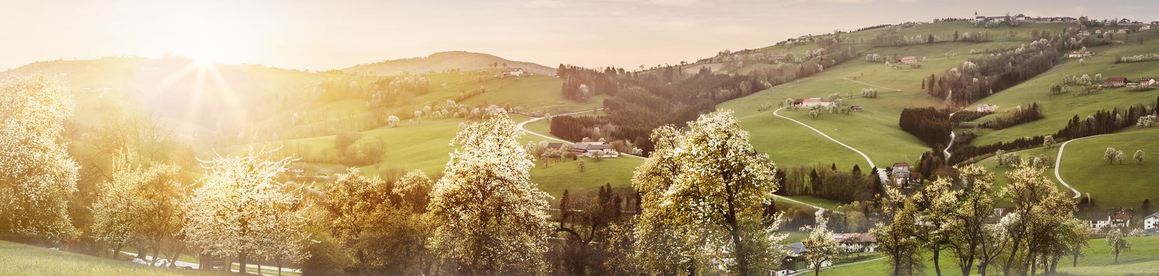 Mostbirnbaumblüte, © Niederösterreich-Werbung/Michael Liebert