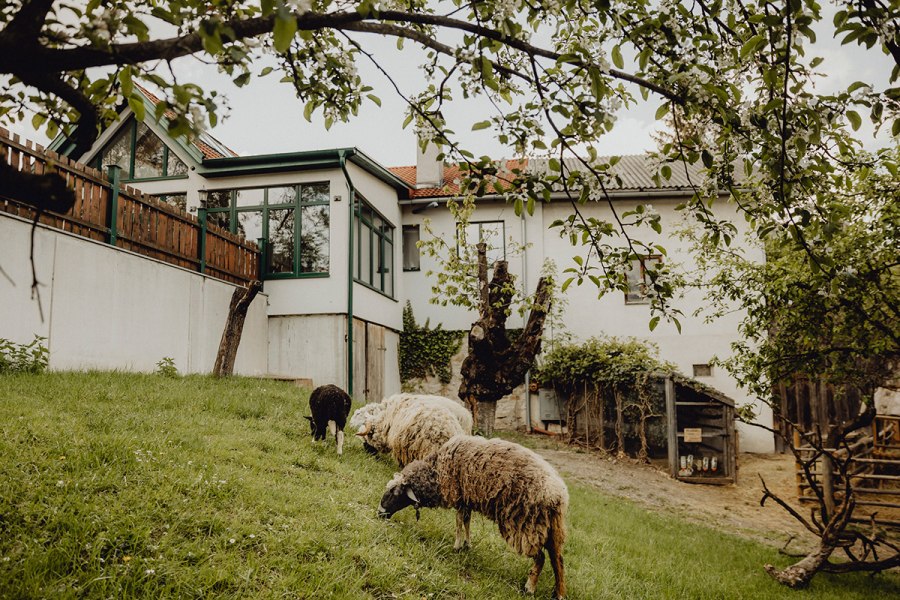 Wirtshaus mit eigener Landwirtschaft, © Niederösterreich Werbung/Sophie Menegaldo