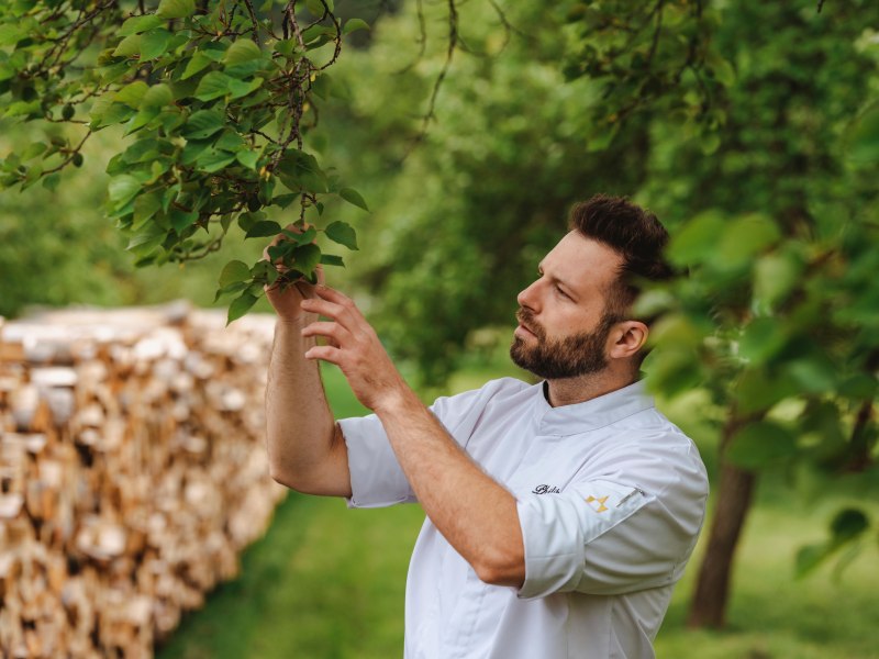 Mann in wei&szlig;em Kochhemd inspiziert Bl&auml;tter an einem Baum im Garten.