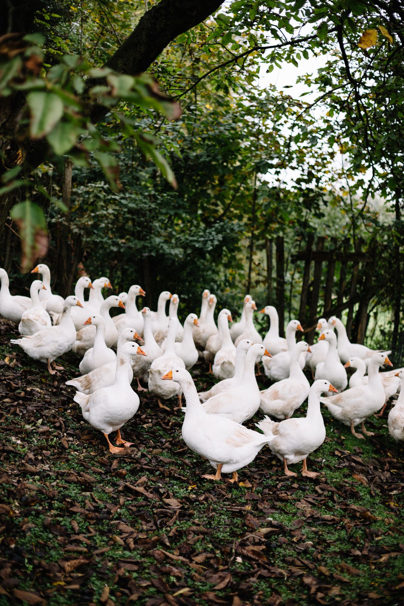 Eine Gruppe weißer Gänse steht auf einem mit Blättern bedeckten Boden unter Bäumen.