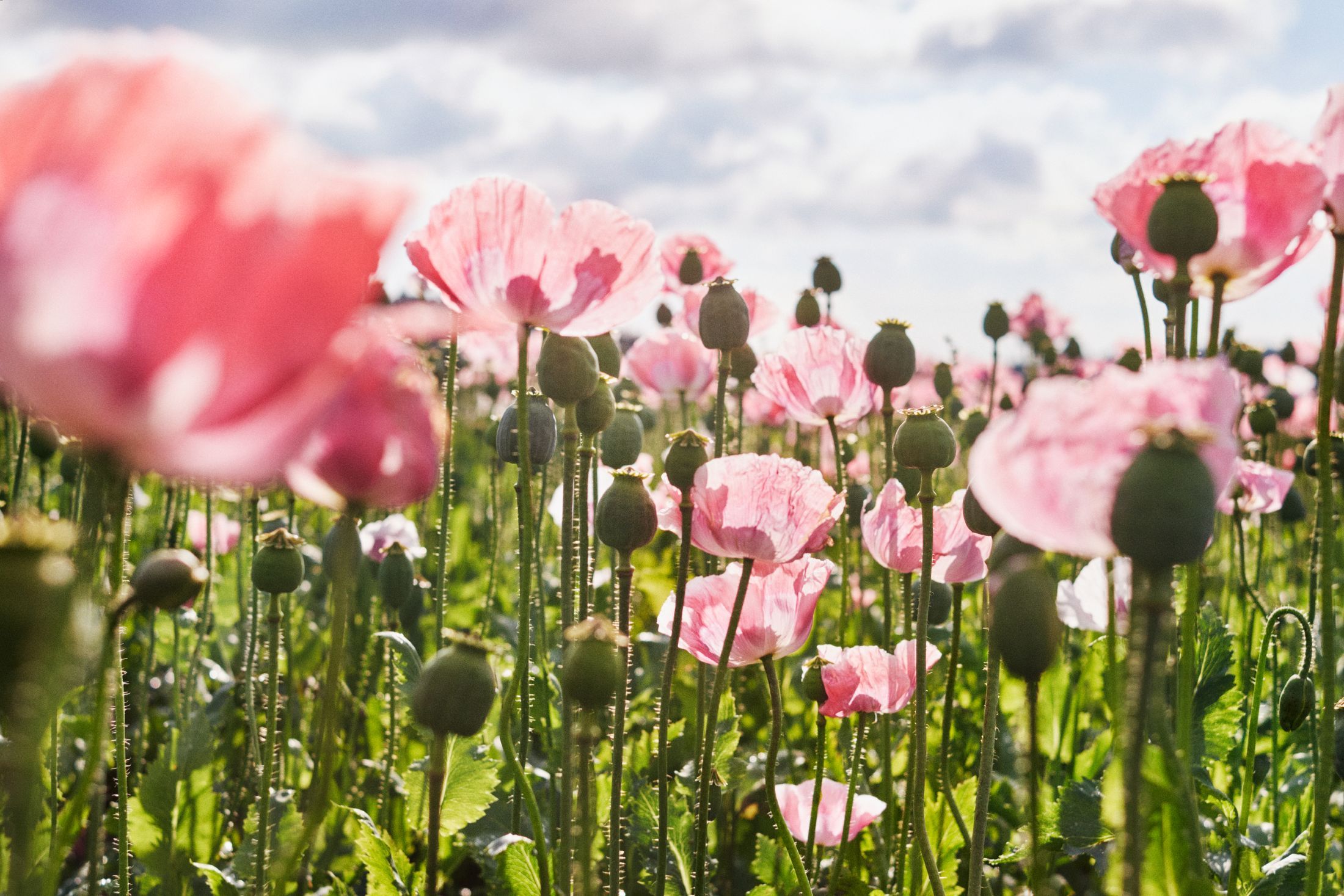 Ein Feld voller blühender rosa Mohnblumen unter einem bewölkten Himmel.