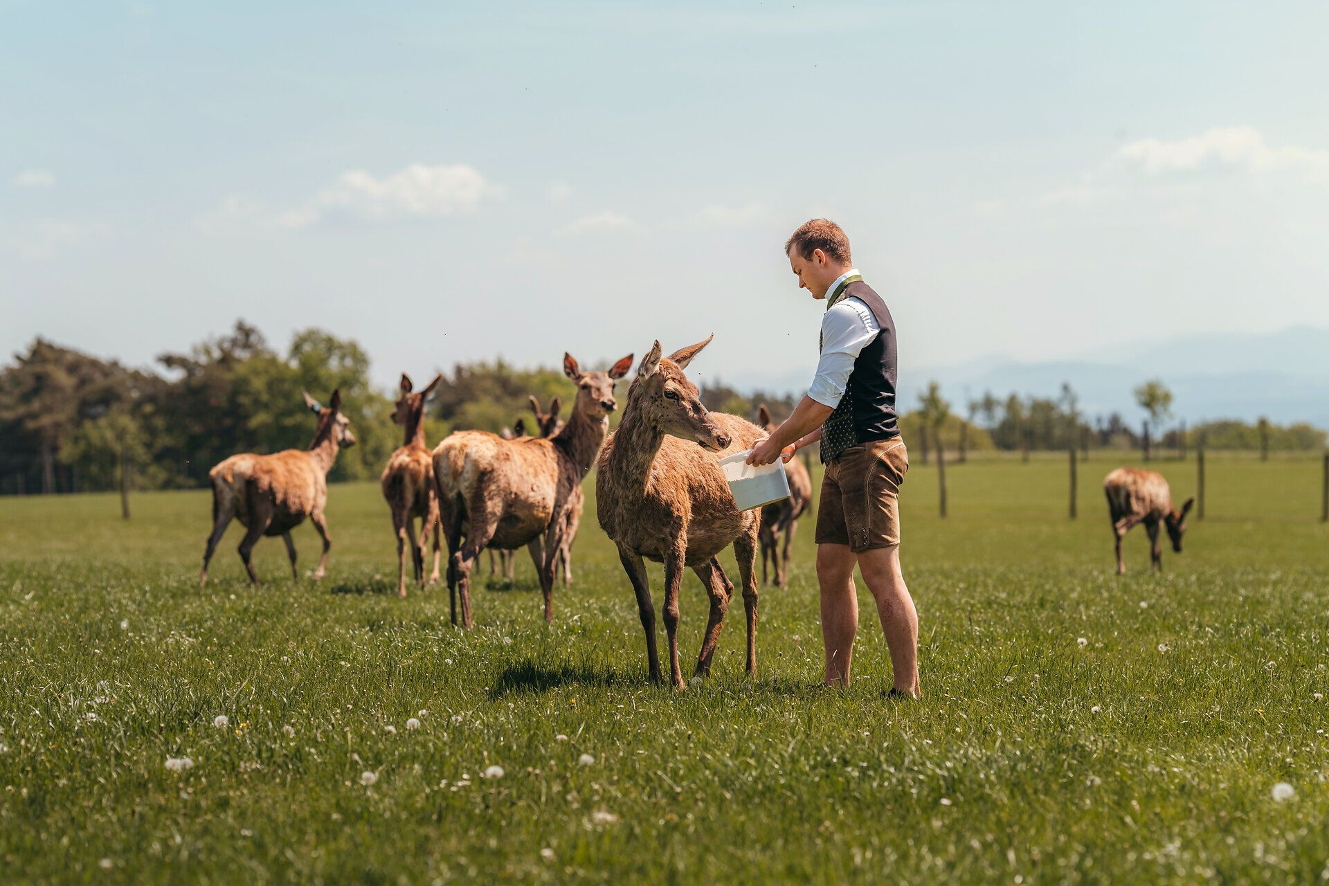 Inmitten einer malerischen Wiese, umgeben von sanften Hügeln, erfreuen sich die Tiere an der warmen Sonne. Ein freundlicher Bauer interagiert liebevoll mit den Rehen, die neugierig näherkommen. Diese friedliche Szenerie lädt dazu ein, die Natur in vollen Zügen zu genießen.