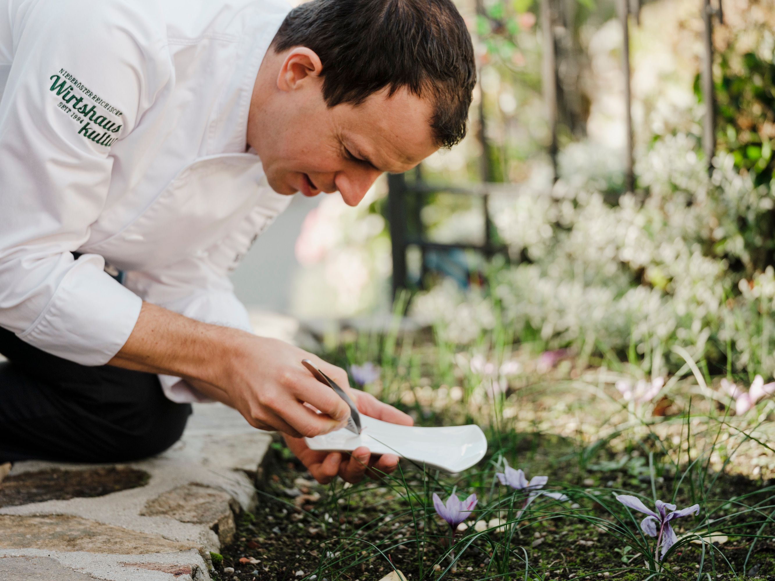 Der Koch Roman Siebenhandl kniet im Garten und erntet Safran mit einer Pinzette.