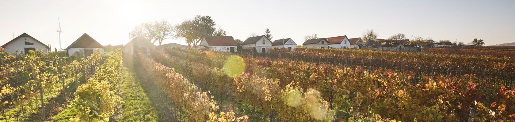 Weinwandern im Weinbaugebiet Carnuntum, © Niederösterreich Werbung/Michael Liebert