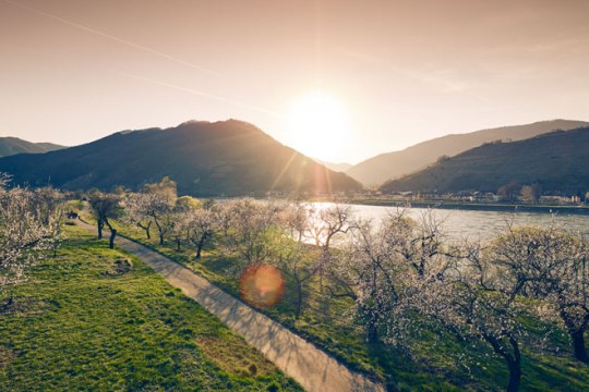 am besten schmecken sie aber natürlich vom hauseigenen Garten. , © Niederösterreich-Werbung/Andreas Hofer